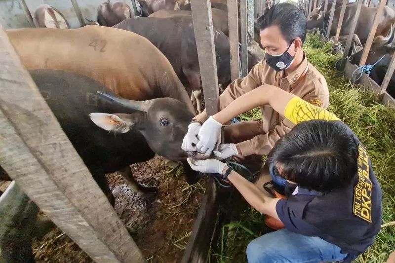 SAPI KURBAN:Petugas dari Disbunak Kalsel melakukan pemeriksaan kesehatan hewan kurban.(Foto: Dokumen Radar Banjarmasin)