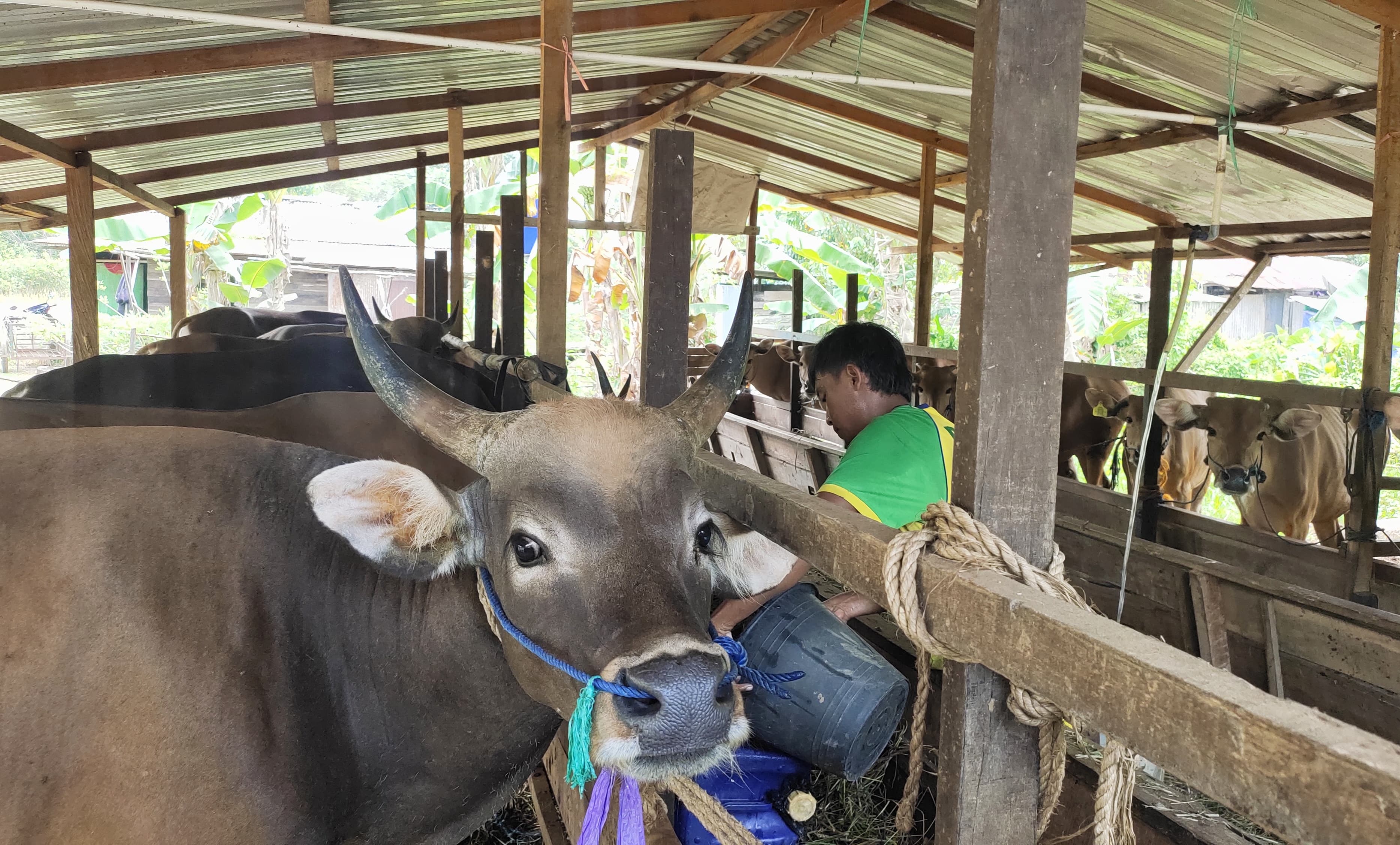 SEHAT:Sapi yang berada di kandang salah satu pengusaha hewan kurban di kawasan Gunung Kupang, Cempaka, Banjarbaru, beberapa waktu lalu.(Foto:Bayu AR/Radar Banjarmasin)