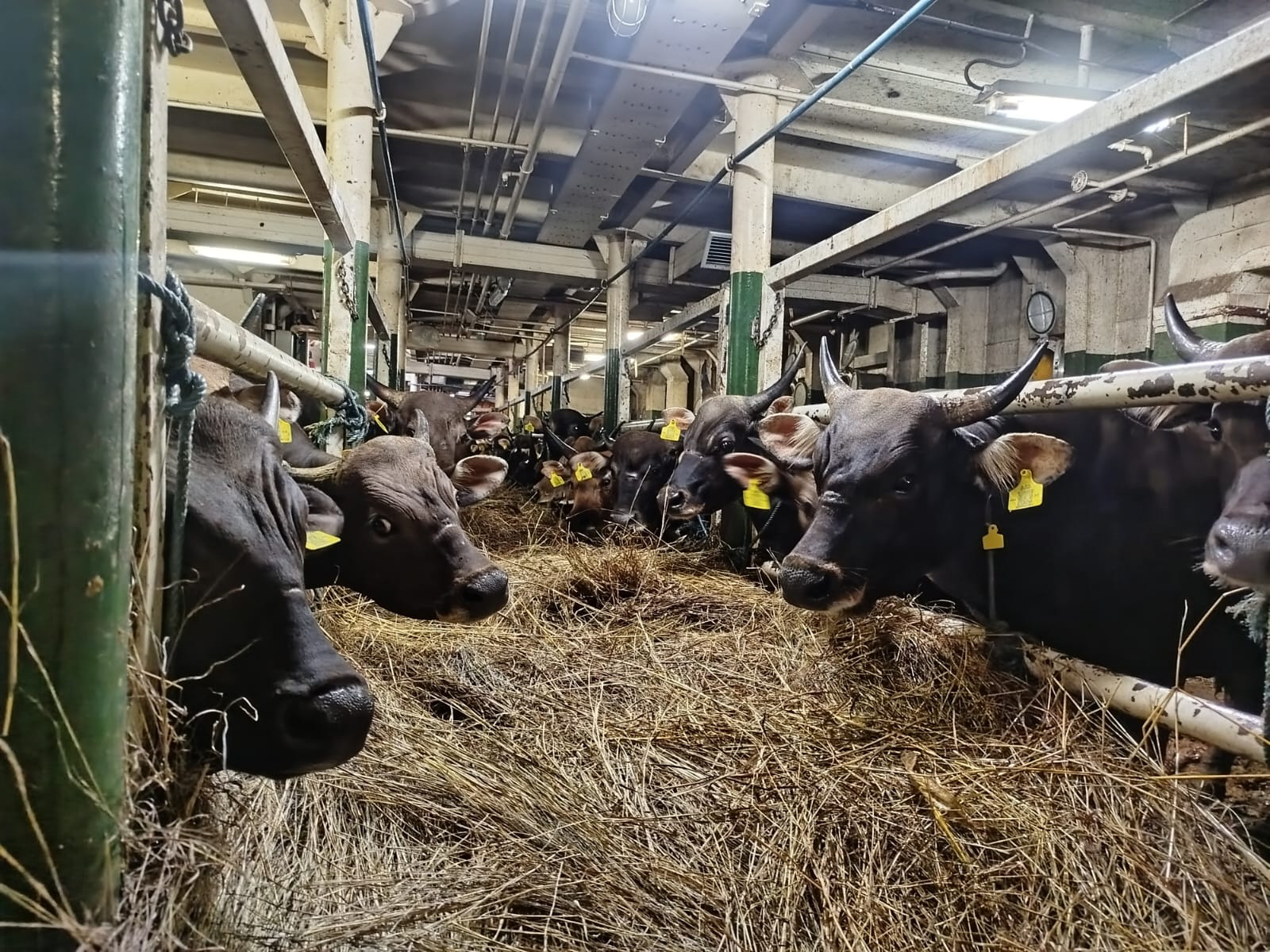 HEWAN KURBAN: Sapi asal Kupang yang dikirim ke Banjarmasin naik Kapal Ternak Camara Nusantara 5. BALAI KARANTINA HEWAN KALSEL