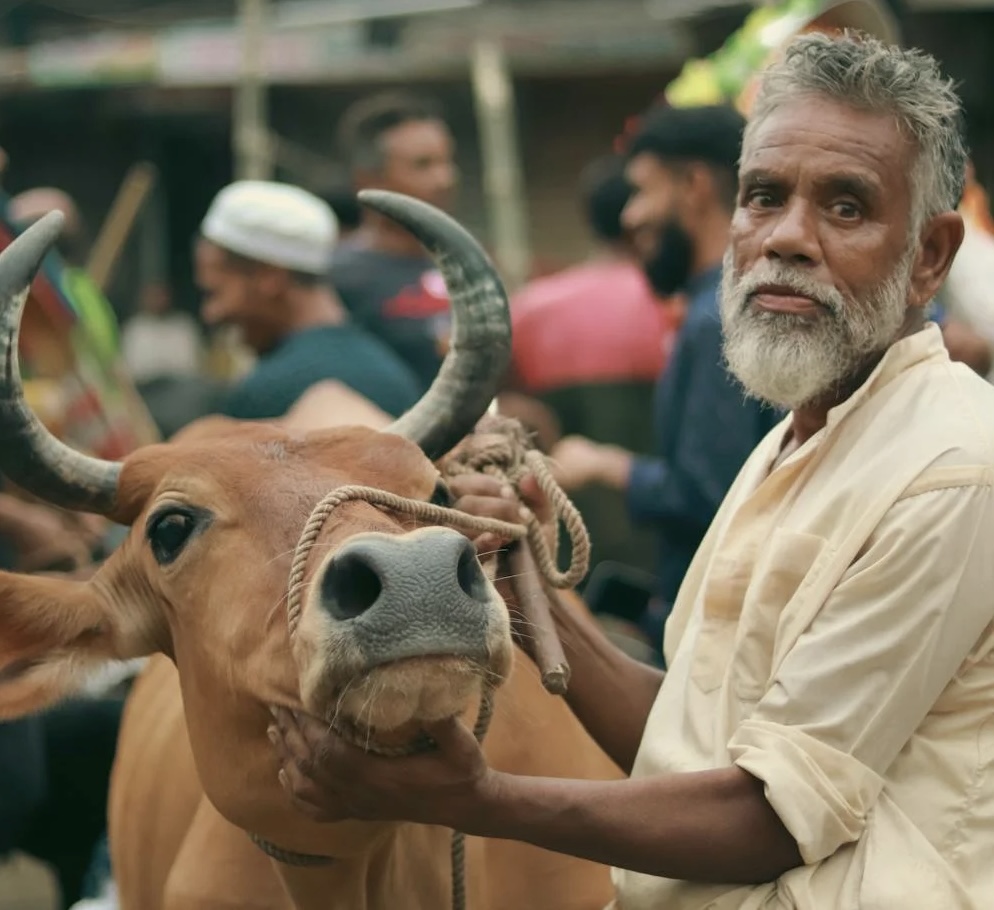 Ilustrasi sapi untuk kurban. (Foto: Pexels)