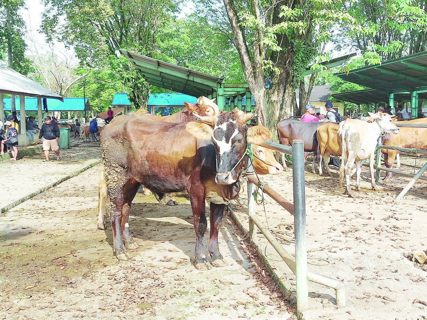 RAMAI: Pasar Hewan Sarang Halang masih ramai jelang Hari Raya Iduladha 1446 hijriah.