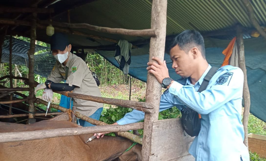 PERIKSA HEWAN KURBAN: Jajaran Dishunnak Tabalong memeriksa kesehatan dan melakukan suntik vaksin hewan kurban di Tabalong. (Foto : Disbunnak Tabalong)