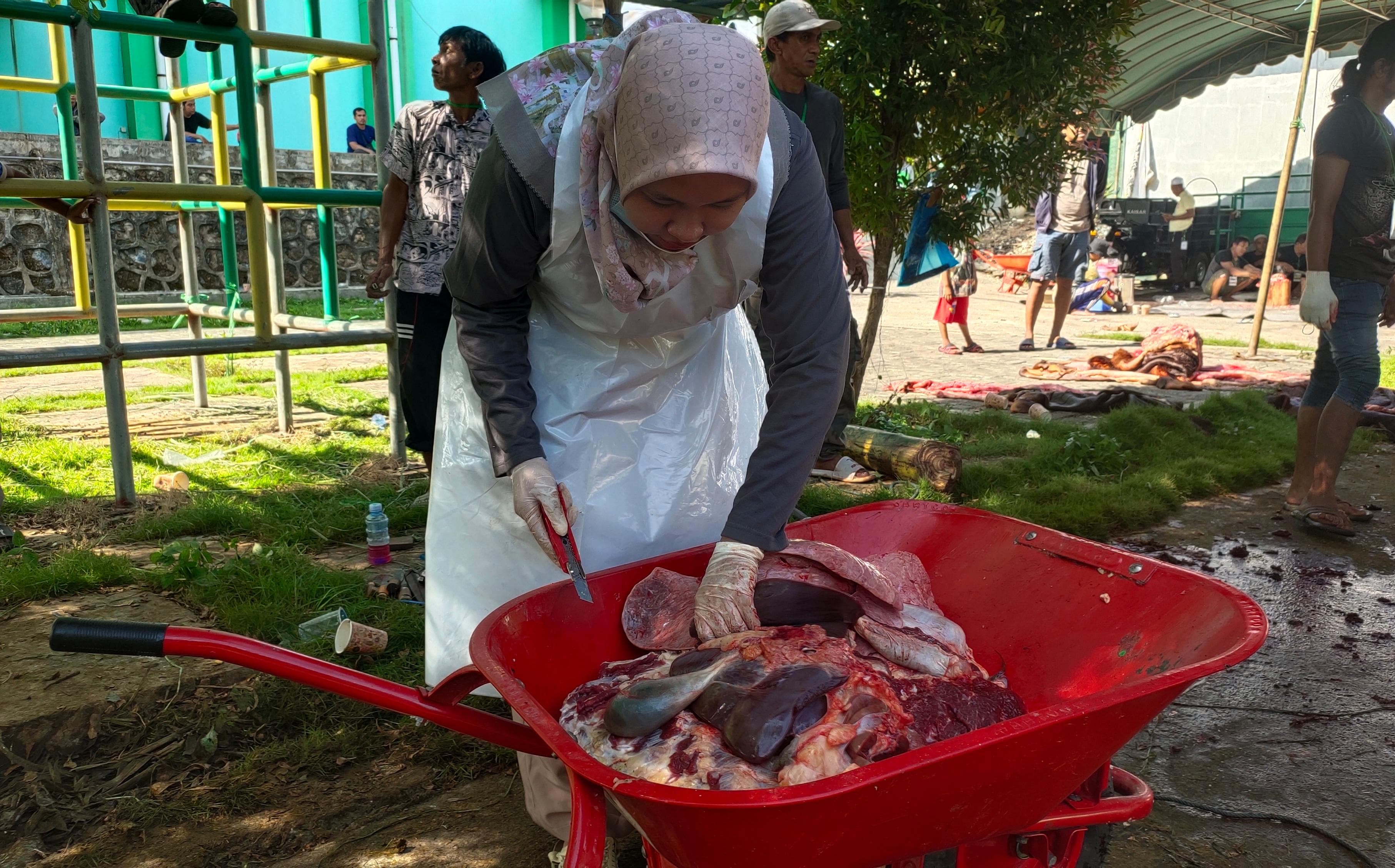 PEMERIKSAAN:Staf DKP3 Banjarbaru Bidang Peternakan, drh Umi Hasanah memeriksa organ dalam hewan kurban usai disembelih di Masjid Agung Al Munawwarah Banjarbaru, Sabtu (7/6/2025) pagi.(foto:Bayu AR)