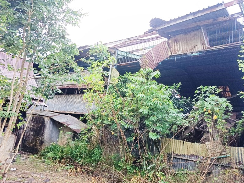 RUSAK: Kondisi bangunan bekas gudang lampit di Jalan Guntung Manggis. Kini terbengkalai, angker dan jadi sarang ular.