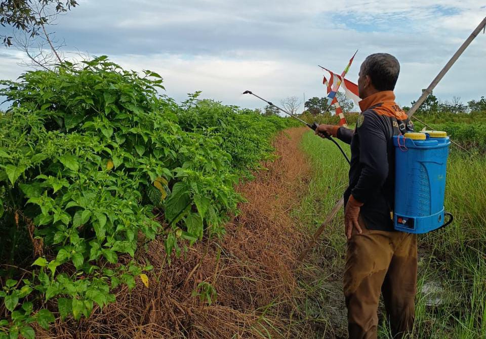 SEMPROT: Junaidi salah seorang petani cabai Hiyung menyemprot cabai di lahan miliknya. (Foto: Juandi For Radar Banjarmasin)