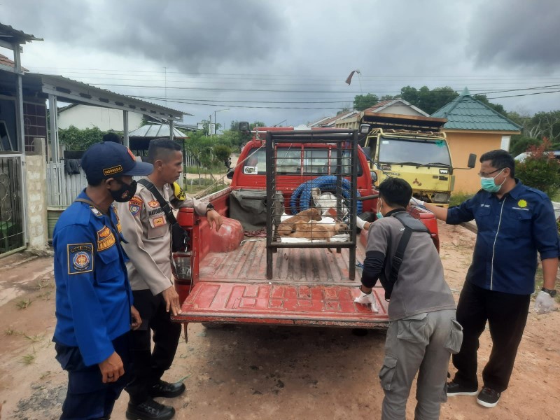 DIAMANKAN: Proses evakuasi seekor anjing liar di Kecamatan Karang Intan oleh petugas DPKP Kabupaten Banjar beberapa waktu lalu (DPKP BANJAR)