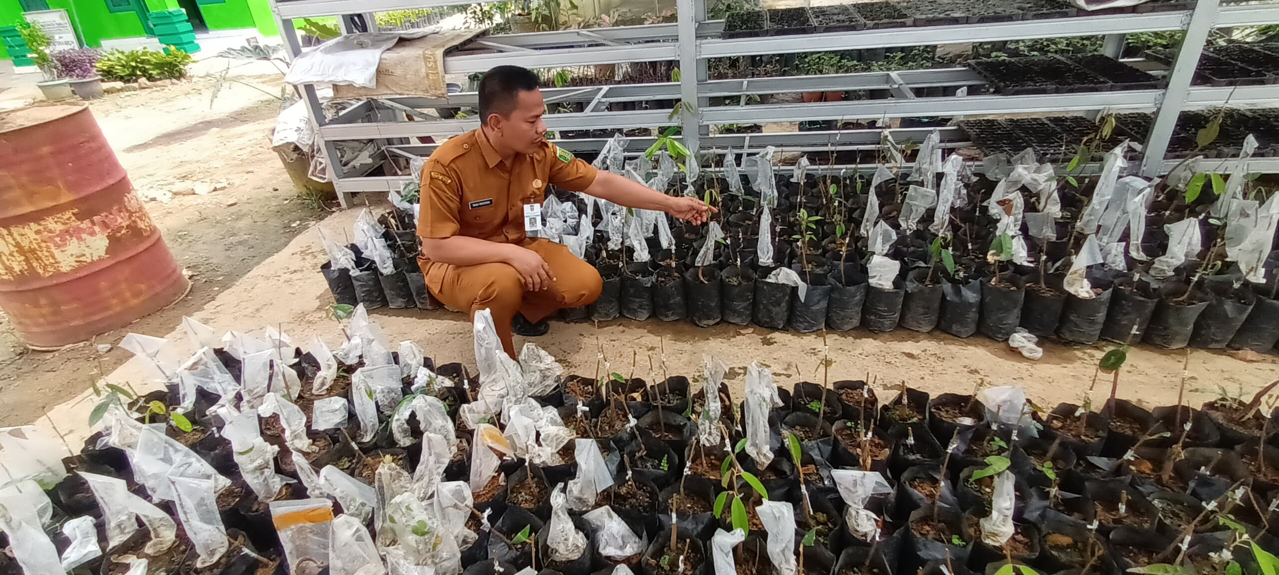 BIBIT DURIAN : Kepala UPTD Balai Benih Tabalong, Yana Mulyana melihatkan bibit durian gentar bumi yang dikembangkan.  (Foto : Ibnu Dwi Wahyudi)