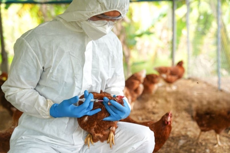 WASPADA: Petugas peternakan melakukan pemeriksaan dan vaksinasi unggas sebagai langkah pencegahan flu burung di wilayah rawan. (ISTOK)