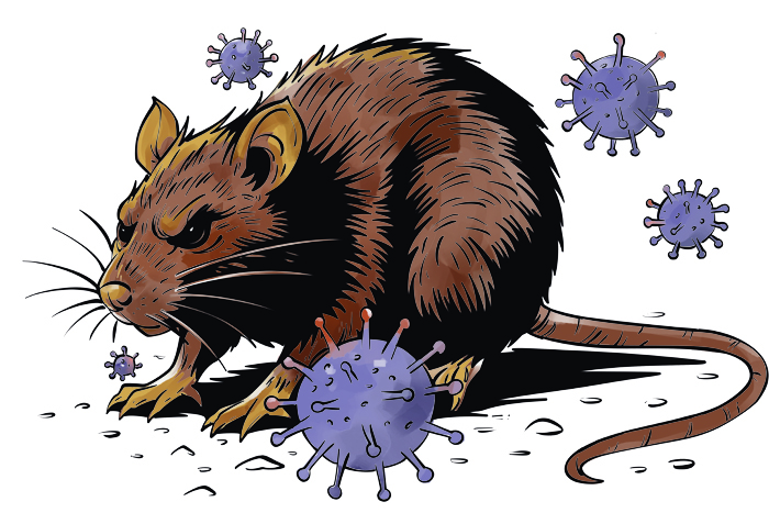Ilsutrasi virus dari tikus