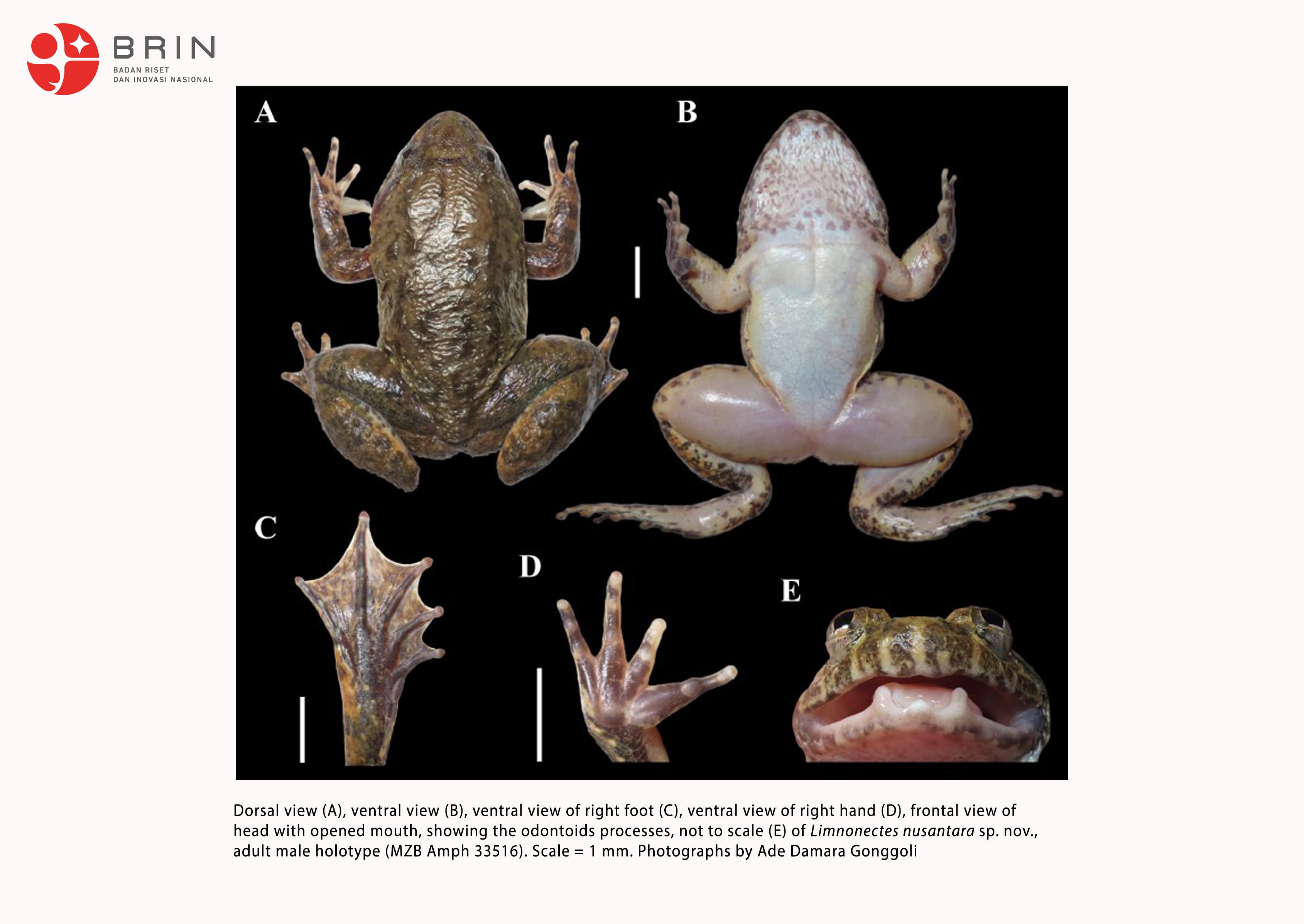 ILMIAH: Dua spesies baru katak bertaring dari Pegunungan Meratus, Limnonectes maanyanorum (atas) dan Limnonectes nusantara (bawah) yang memperlihatkan taring khasnya. (BRIN)