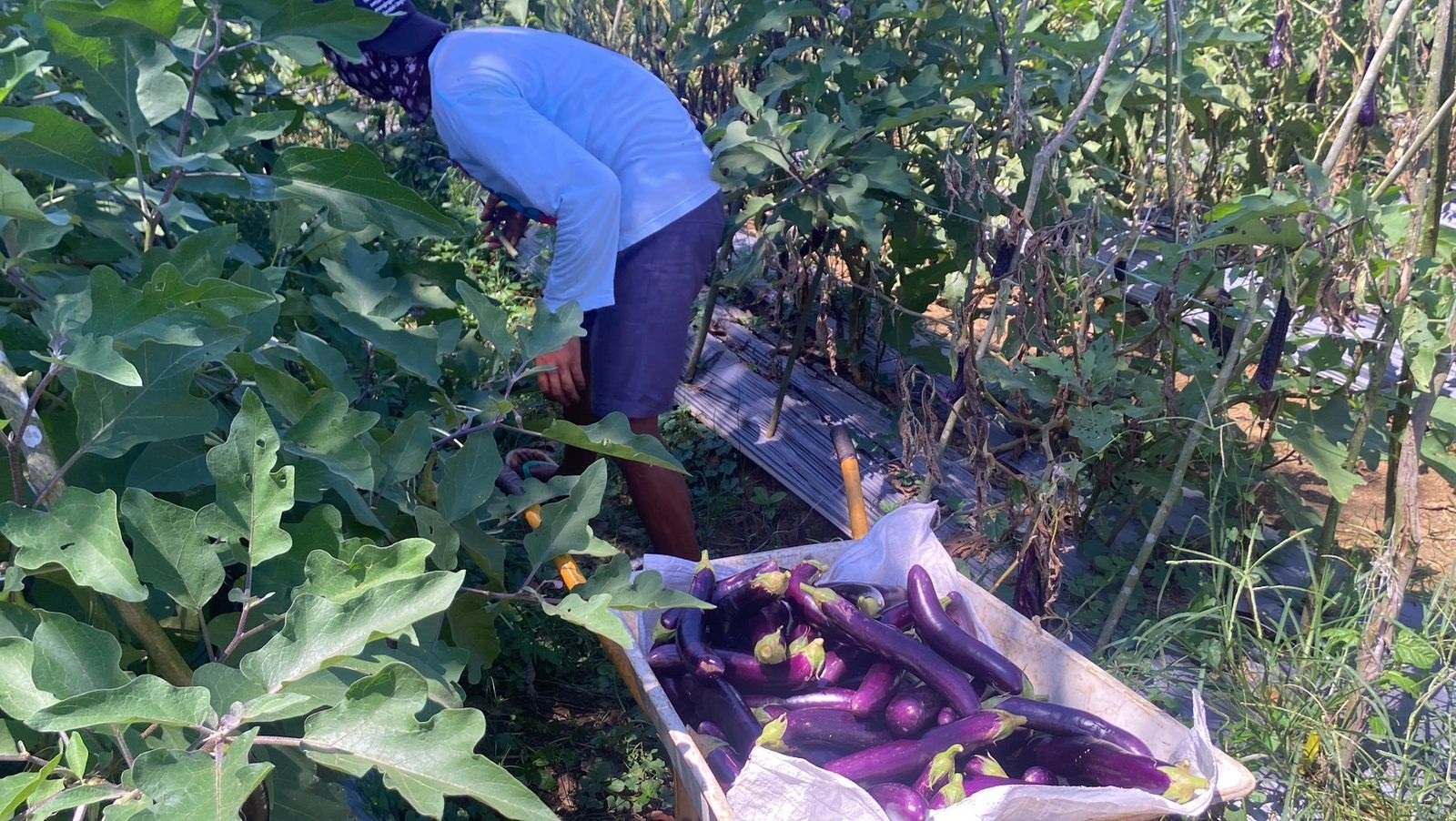 PANEN: Petani sayur di RT 48 saat memanen terong di kebun lahan pinjam pakai yang sebelumnya merupakan lahan tidur. (Sheilla Farazela/Radar Banjarmasin)