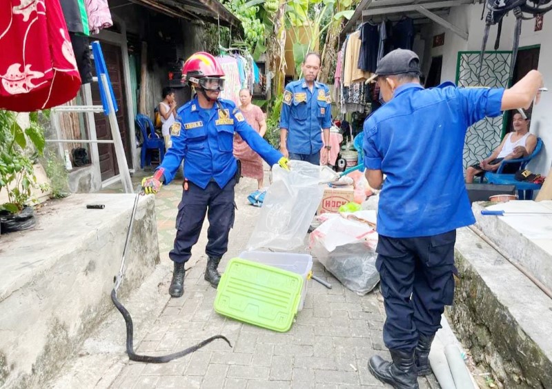 MEMUSNAHKAN: Petugas UPT Damkar Banjarbaru saat memusnahkan sarang lebah di pohon di Jalan Hidayah, Kelurahan Kemuning, Kecamatan Banjarbaru Selatan. (UPT Damkar Banjarbaru untuk Radar Banjarmasin)