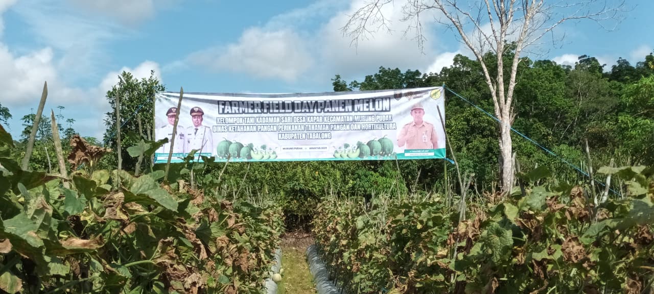 BERHASIL: Kebun melon milik Kelompok Tani Kadaman Sari Desa Kapar Kecamatan Murung Pudak Kabupaten Tabalong yang siap dipanen.