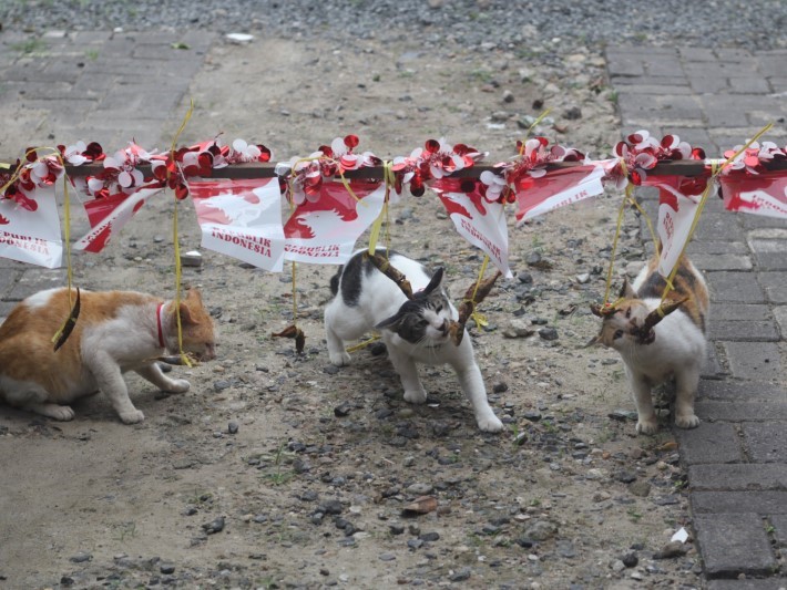 MENGGEMASKAN: Kucing jalanan di Banjarmasin mengikuti lomba makan ikan untuk merayakan 17 Agustus 2025.