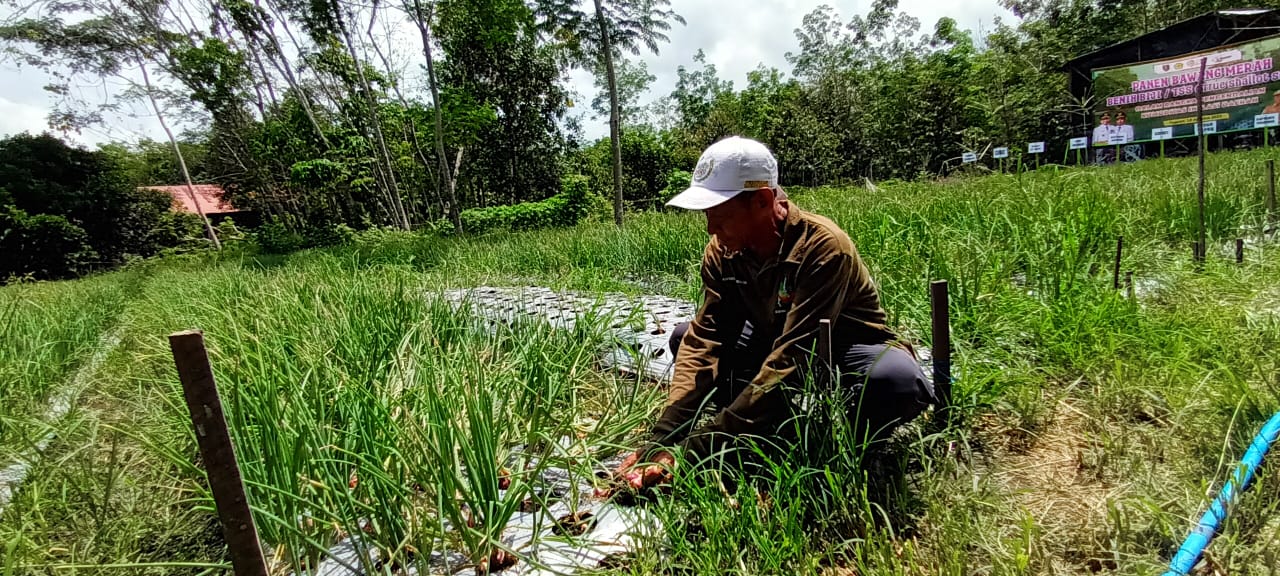 BERHASIL PANEN : Bakir, petani asal Desa Pugaan Kecamatan Pugaan, Kabupaten Tabalong berada diantara bawang merah yang dibudidayakannya dari bibit biji.
