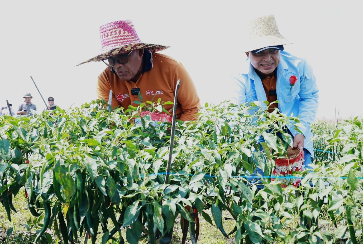 MOMEN:Bupati dan Wakil Bupati Kabupaten HSU H Sahrujani dan Wabup Hero Setiawan panen cabai merah di Desa Pinangkara, Kecamatan Amuntai Tengah, Sabtu (23/8/2025).