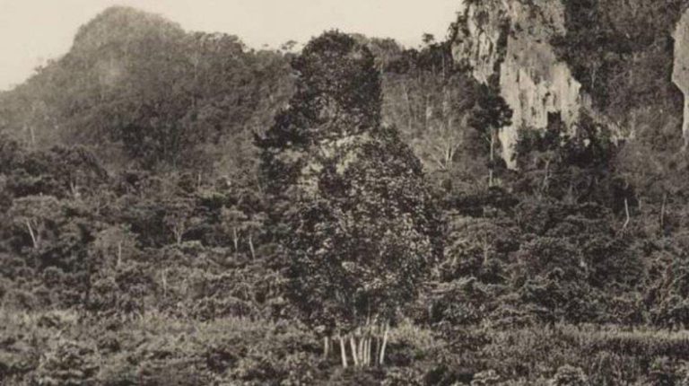 HUTAN BELANTARA: Pegunungan Meratus tahun 1920-an. (KITLV/MANSYUR UNTUK RADAR BANJARMASIN)