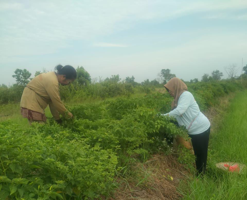 CABAI TERPEDAS: Sebagian petani cabai Hiyung di Desa Hiyung mulai panen. Harganya Rp40 ribu per kilo.