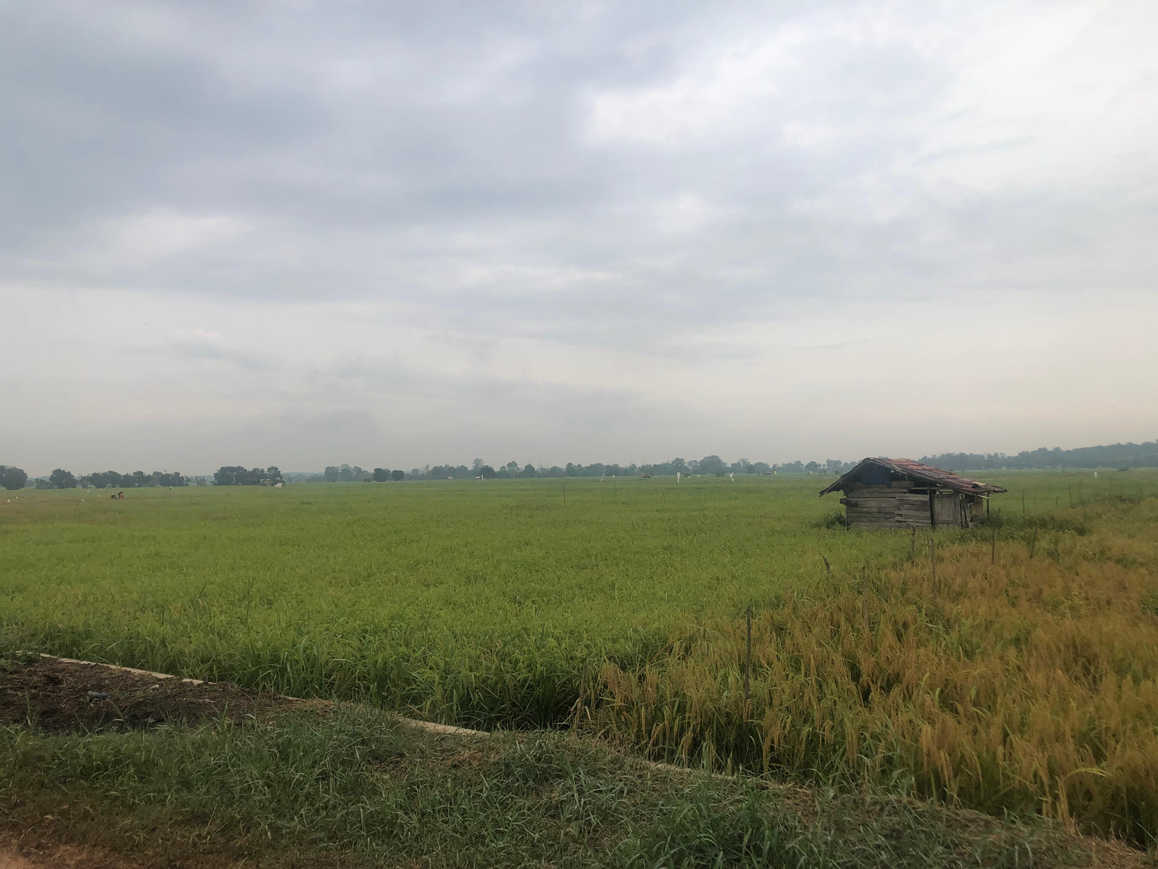SAWAH: Kondisi padi-padi di lahan sawah milik Gapoktan Kelurahan Palam Kecamatan Cempaka Kota Banjarbaru.