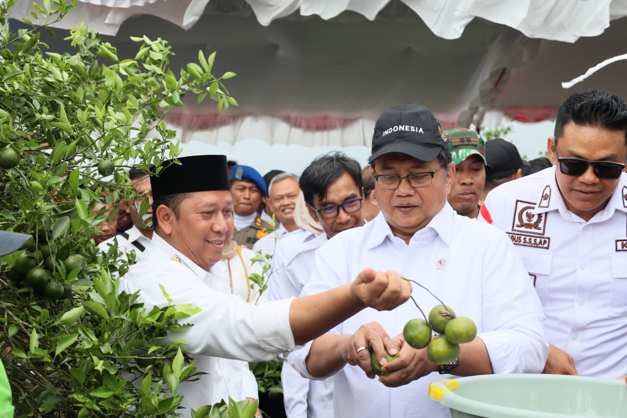 PANEN JERUK:Wakil Menteri Transmigrasi RI, H. Viva Yoga Mauladi bersama Bupati Batola H Bahrul Ilmi memetik jeruk di perkebunan di desa Cahaya Baru.