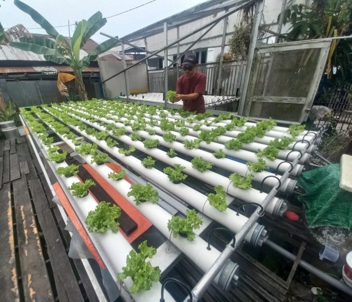 HIJAU SEGAR: Kebun sayur hidroponik milik Eboy berada di Gang Bambu Indah, Jalan Pekapuran Raya, Banjarmasin Timur.