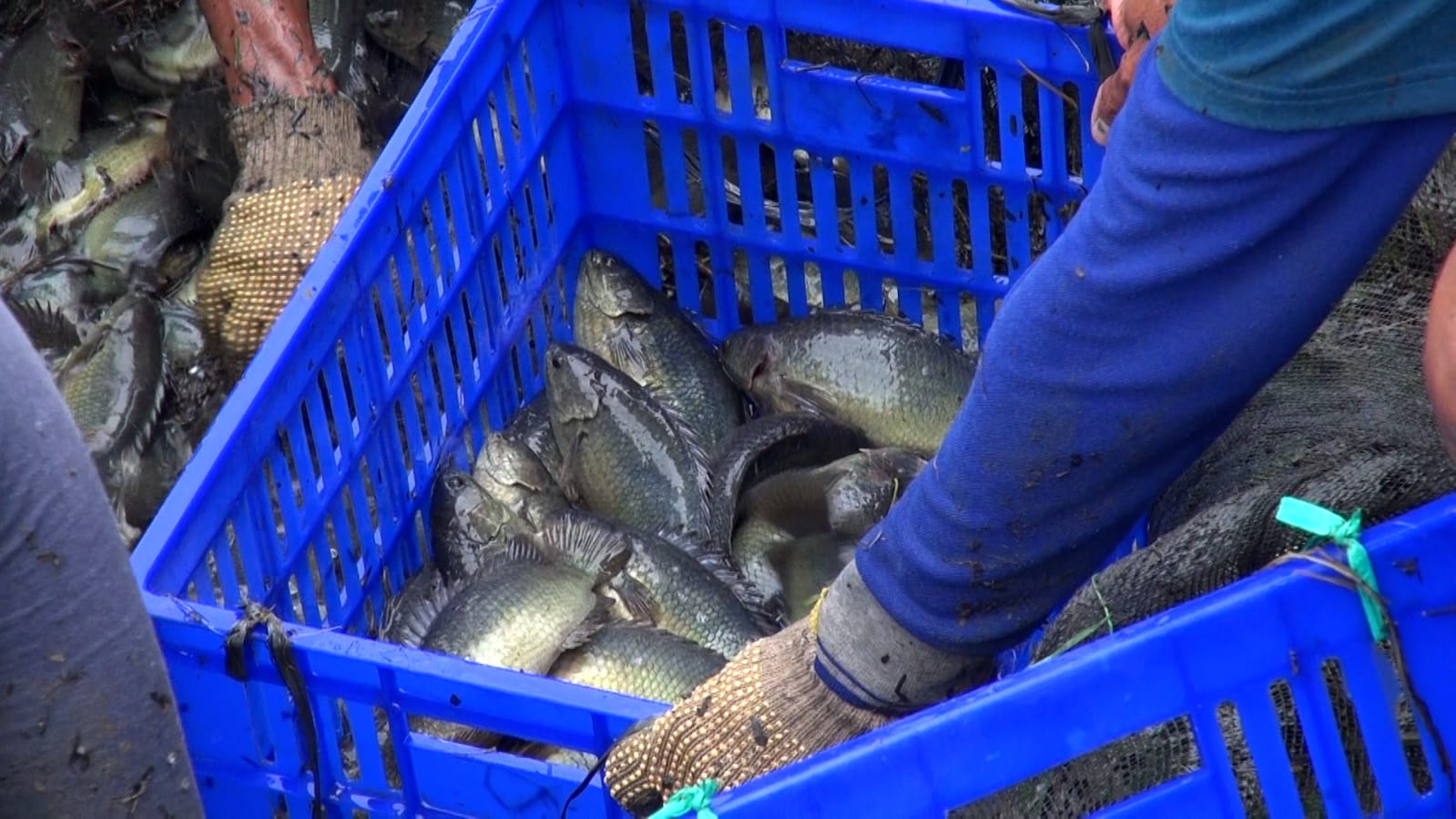 SENTRA NASIONAL: Salah satu kelompok pembudi daya di Karang Intan, Kabupaten Banjar sedang memanen ikan papuyu di awal Februari lalu.
