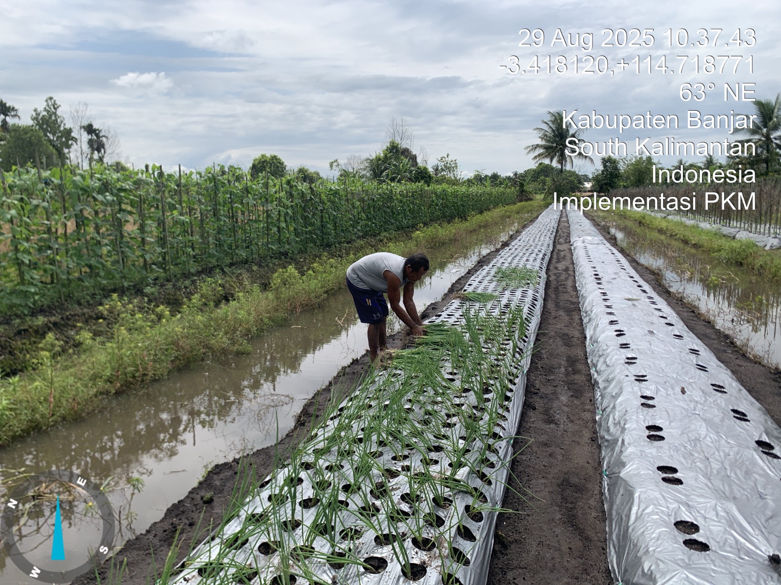 PRAKTIK: Petani melakukan demplot tanaman bawang dan cabe.