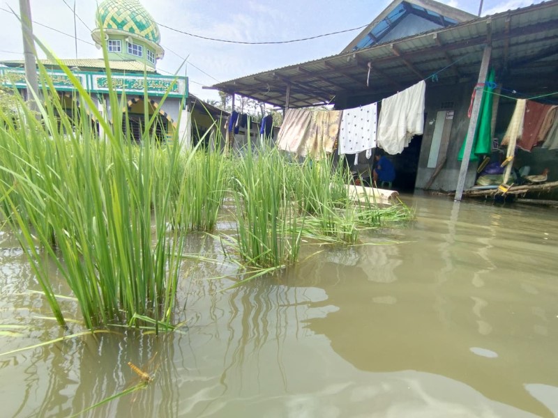 KENA BANJIR: Kondisi salah satu sawah milik petani di Kabupaten Banjar, yang rusak terkena banjir beberapa waktu lalu.