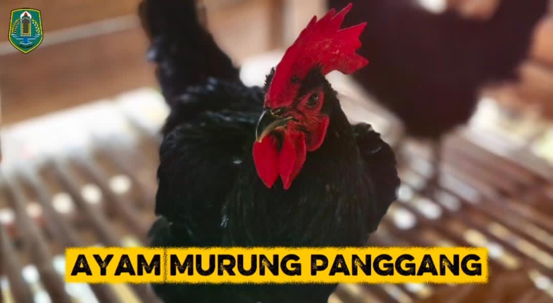 Ayam Murung Panggang