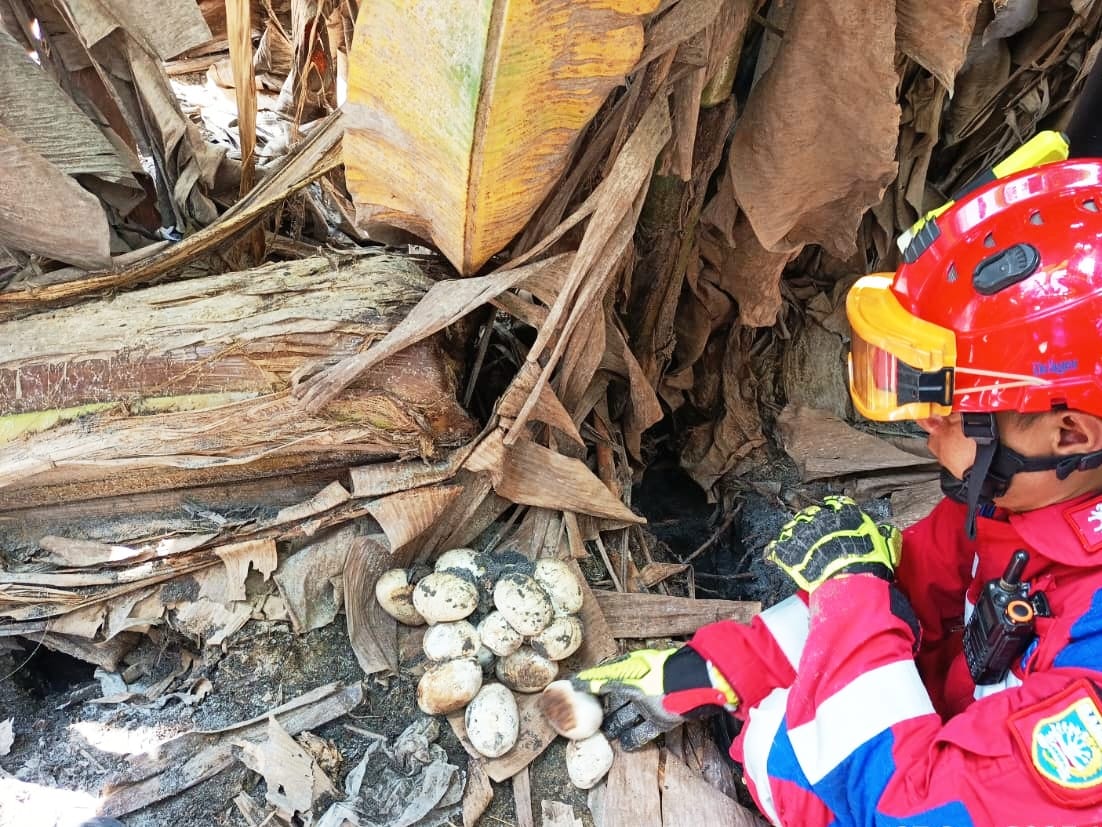 BERSARANG: Petugas Sektor Gambut DPKP Banjar mengevakuasi ular piton sepanjang 2,5 meter beserta puluhan telurnya dari area kebun warga di Kecamatan Tatah Makmur, Sabtu (27/9) pagi. (DPKP BANJAR)