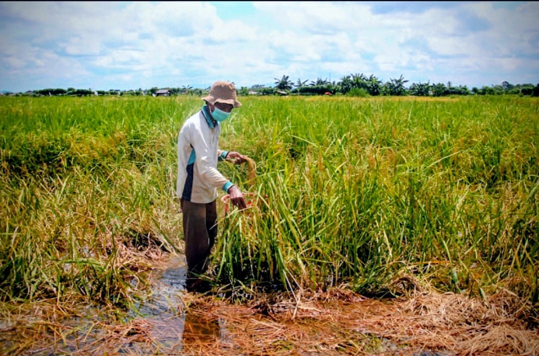 RUSAK: Kondisi salah satu sawah di Desa Tungkaran, Kecamatan Martapura usai terendam banjir pada tahun 2020 lalu.