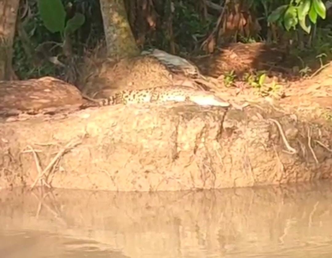 BERJEMUR: Buaya jenis air tawar memberi teror pada warga Desa Sungai Kuini. Kemunculan buaya ini membuat warga takut beraktivitas di sungai. (Foto: Damkar HSU)