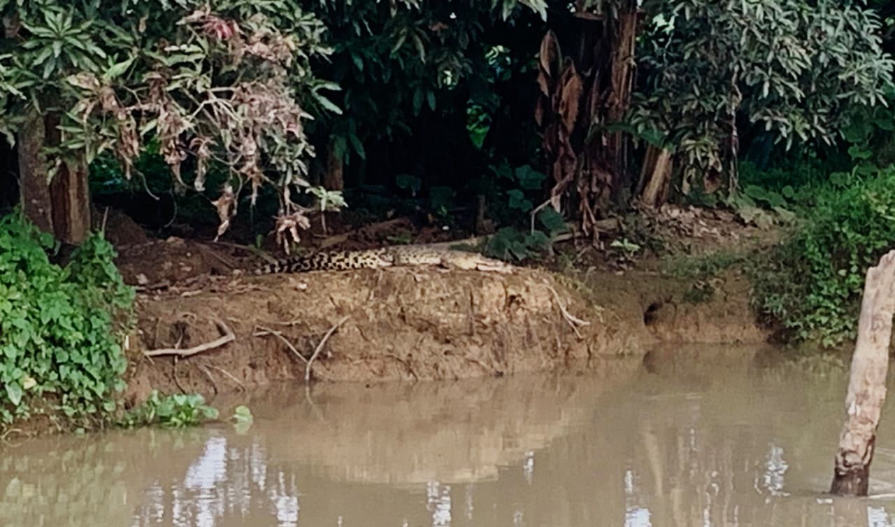 BERJEMUR: Buaya jenis air tawar memberi teror pada warga Desa Sungai Kuini. Kemunculan buaya ini membuat warga takut beraktivitas di sungai. (Foto: Damkar HSU)