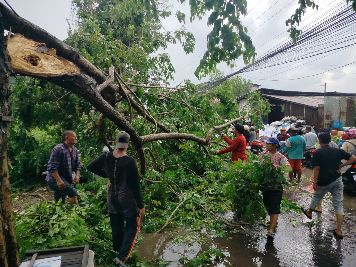 TUMBANG: Dahan besar ini patah dan tumbang ke Jalan Perdagangan, menimpa seorang pelajar SMK yang sedang memasang jas hujan. Peristiwa ini terjadi pada Jumat (17/10) sore.
