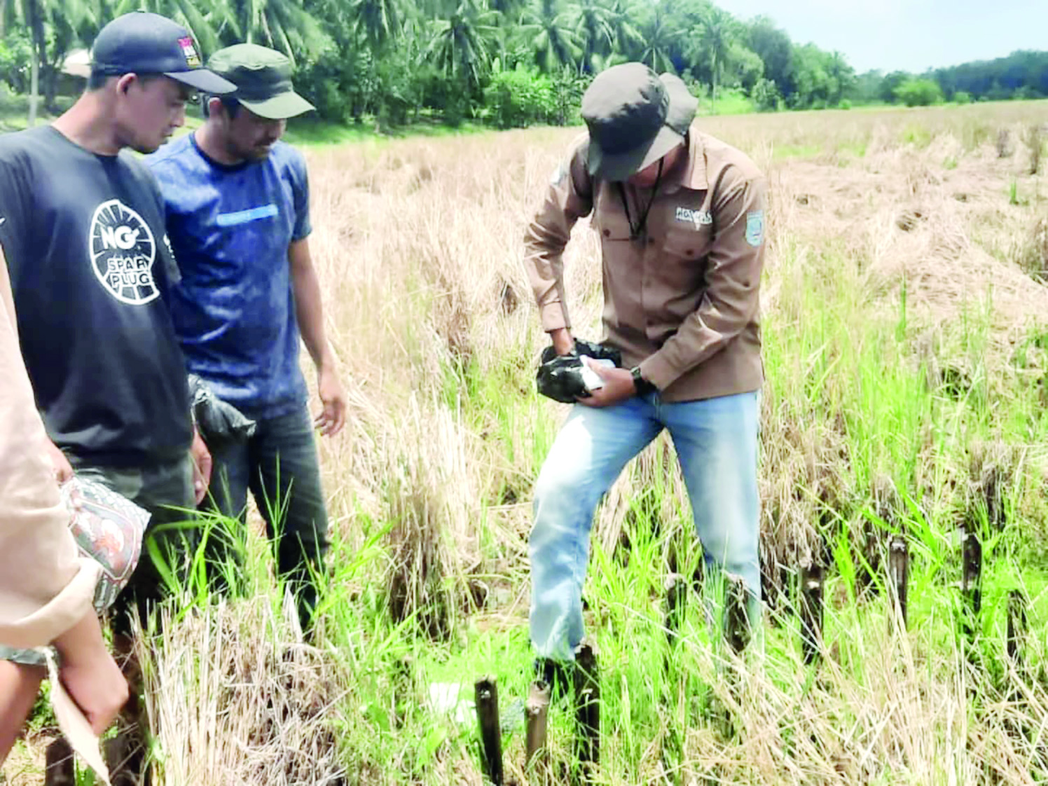 BASMI TIKUS: Petugas Distan Banjar bersama petani Desa Mangkauk, Pengaron, menabur pestisida untuk pengendalian hama tikus menjelang musim tanam padi.