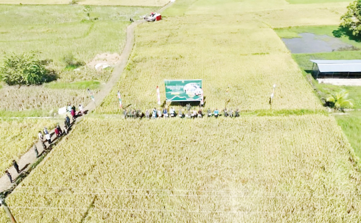 PANGAN: Ketersediaan lahan Pertanian di HST menjadi salah satu penopang ketahanan pangan daerah. (Foto: Istimewa)