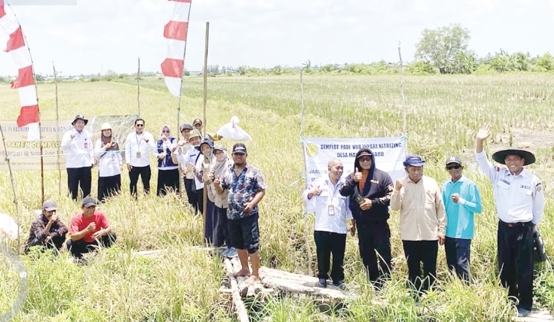 PANEN: Petugas Distan dan petani di Desa Manarap Baru, Kecamatan Kertak Hanyar, Kabupaten Banjar panen padi Nutri Zinc 8 Oktober 2025 lalu. (Foto: WARSITA UNTUK RADAR BANJARMASIN)