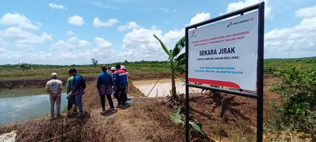 KAMPUNG HARUAN: Kolam ikan haruan milik Kelompok Borneo Haruan Desa Jirak, Kecamatan Pugaan, Kabupaten Tabalong.
