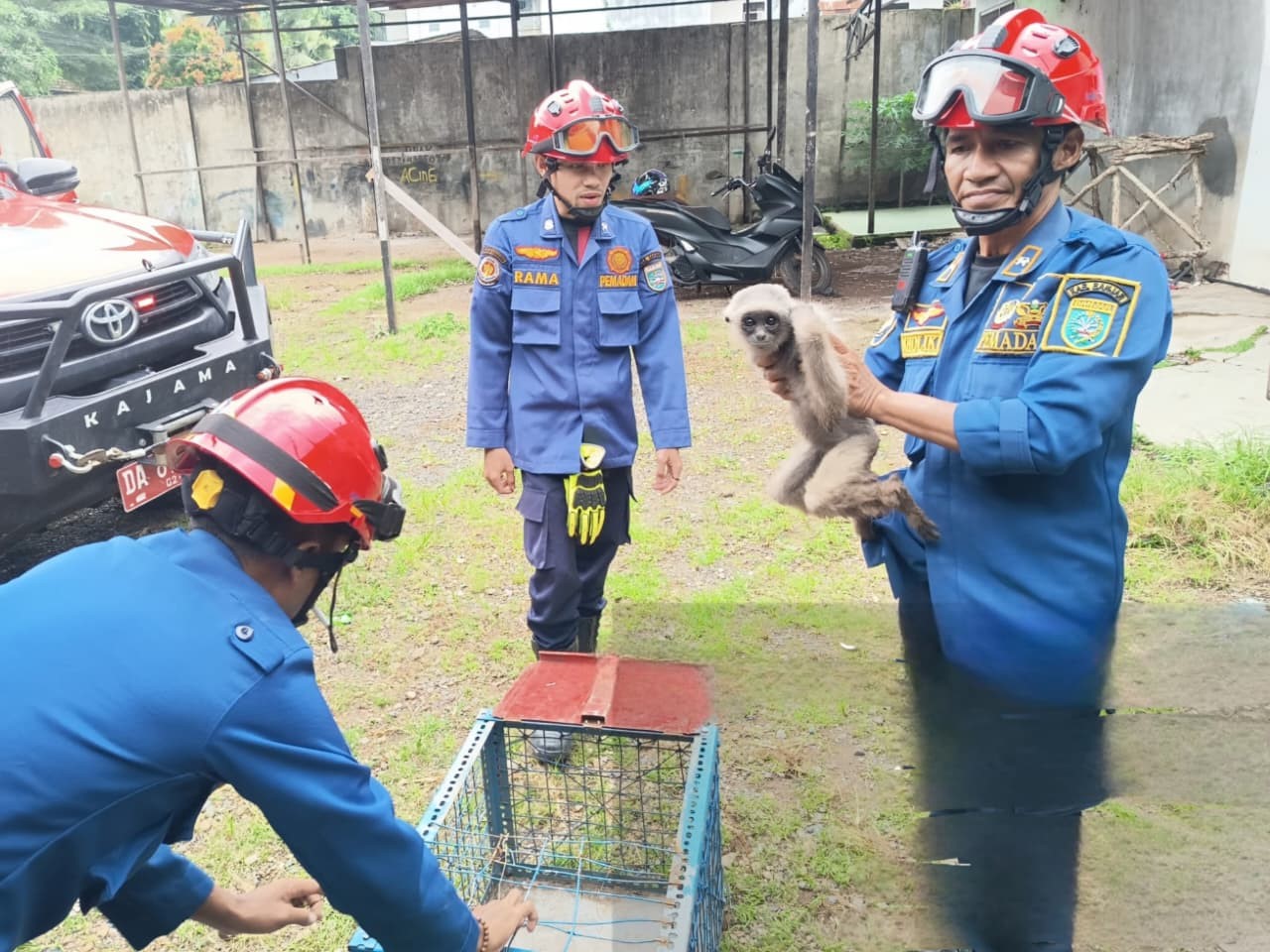 DISERAHKAN: Petugas BKSDA Kalsel menjemput owa-owa yang dievakuasi petugas Animal Rescue DPKP Banjar