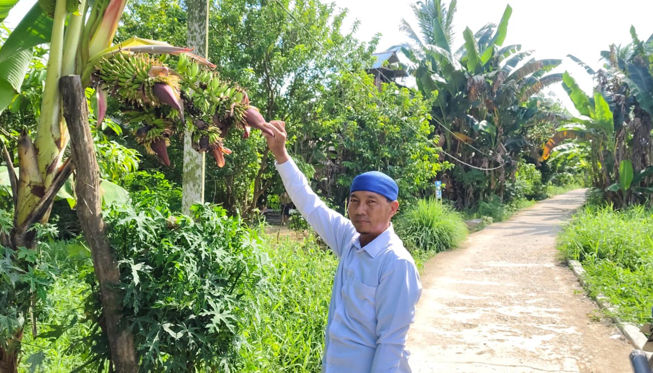 LANGKA: H Mursidi memperlihatkan pisang unik berbonggol empat tumbuh di Desa Murung Panggang Kecamatan Amuntai Selatan.