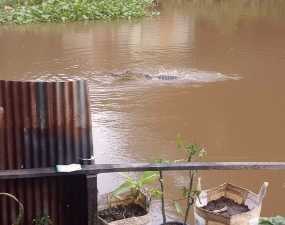 WASPADA: Buaya air tawar kembali muncul di aliran Sungai Muara Tapus, Kecamatan Amuntai Tengah.