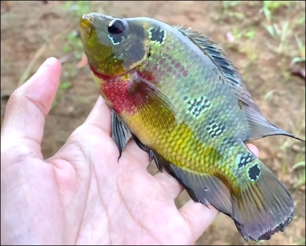 PREDATOR: Ikan Louhan ini memangsa ikan lokal di Waduk Riam Kanan.