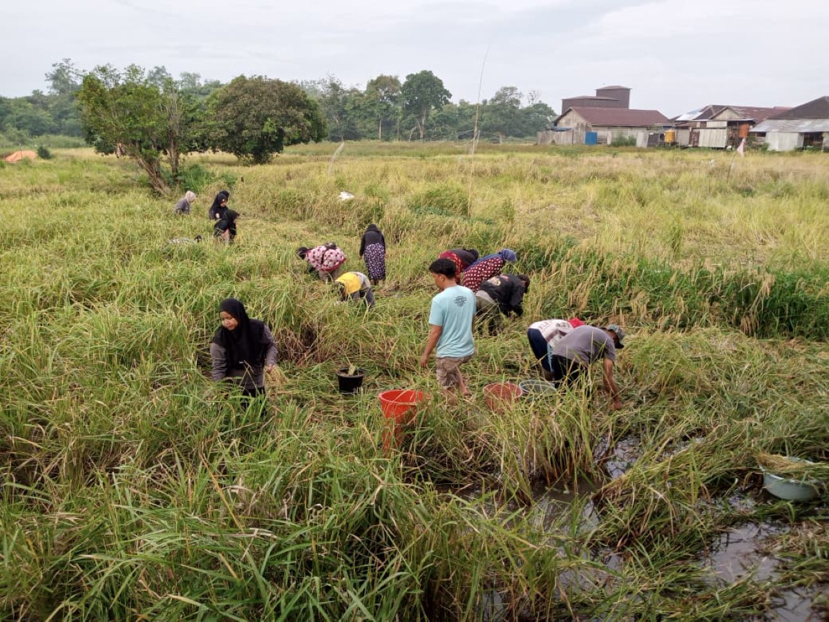 GOTONG ROYONG: Warga Desa Antasan Senor Ilir, Kecamatan Martapura Timur, memanen padi untuk kebutuhan beras pelaksanaan Haul Guru Sekumpul ke-21.