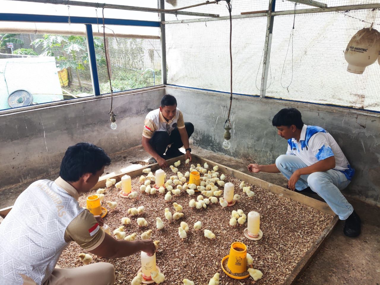 PEMBINAAN: Petugas dan warga binaan Lapas Banjarbaru menebar 100 bibit ayam pejantan di SAE 1 dalam program pembinaan kemandirian, Senin (17/11) siang.