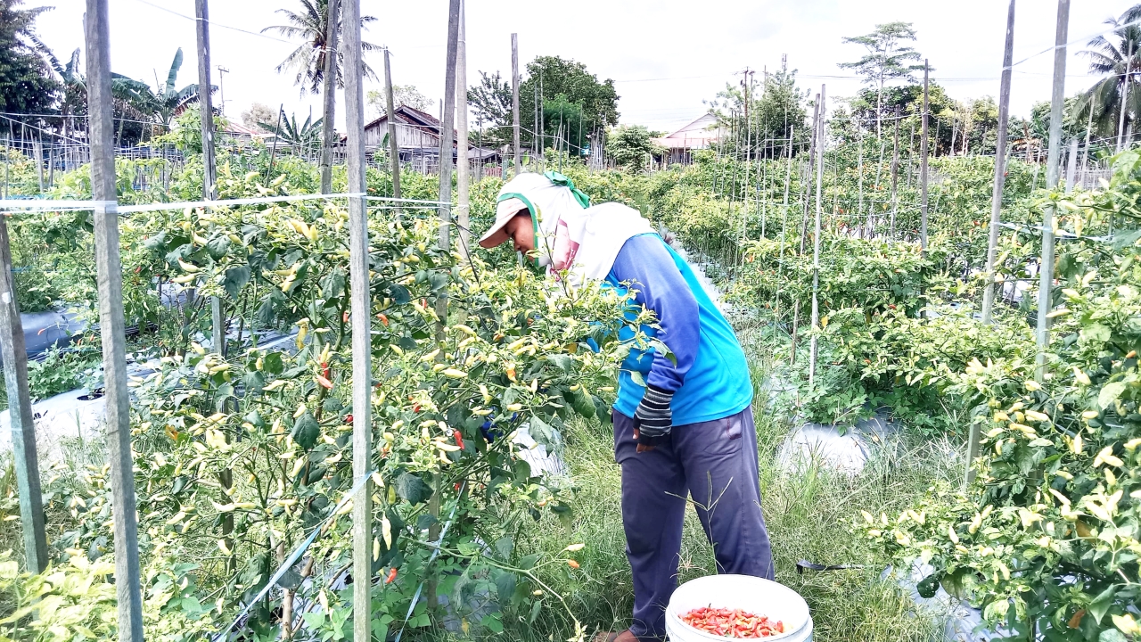 MEMERIKSA: Petani di Kelurahan Landasan Ulin Utara, Kecamatan Liang Anggang, memeriksa kondisi cabai yang terserang penyakit akibat cuaca tak menentu.