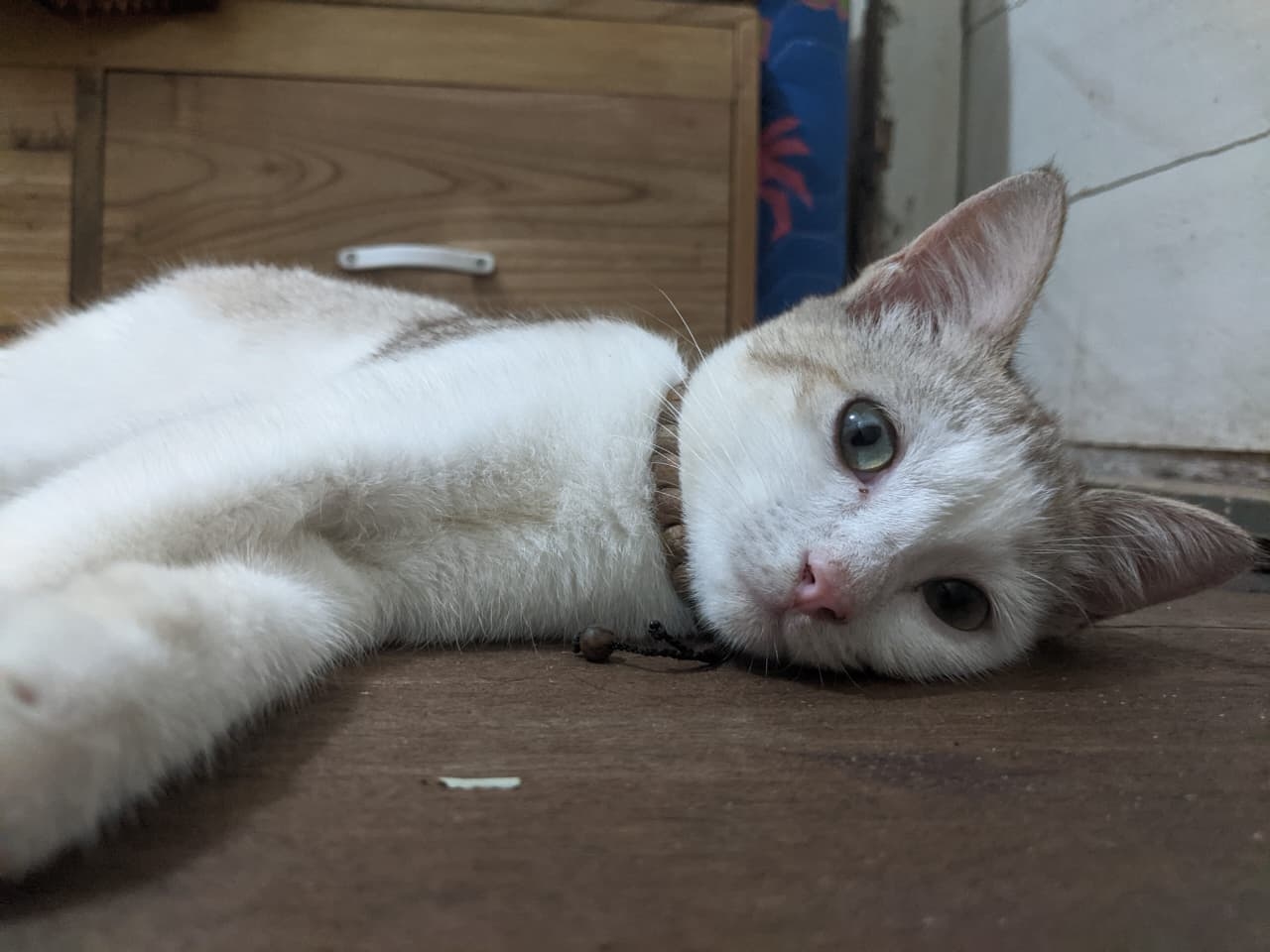KEPERCAYAAN: Menabrak Kucing menjadi mitos yang diyakini mendatangkan kesialan dll.