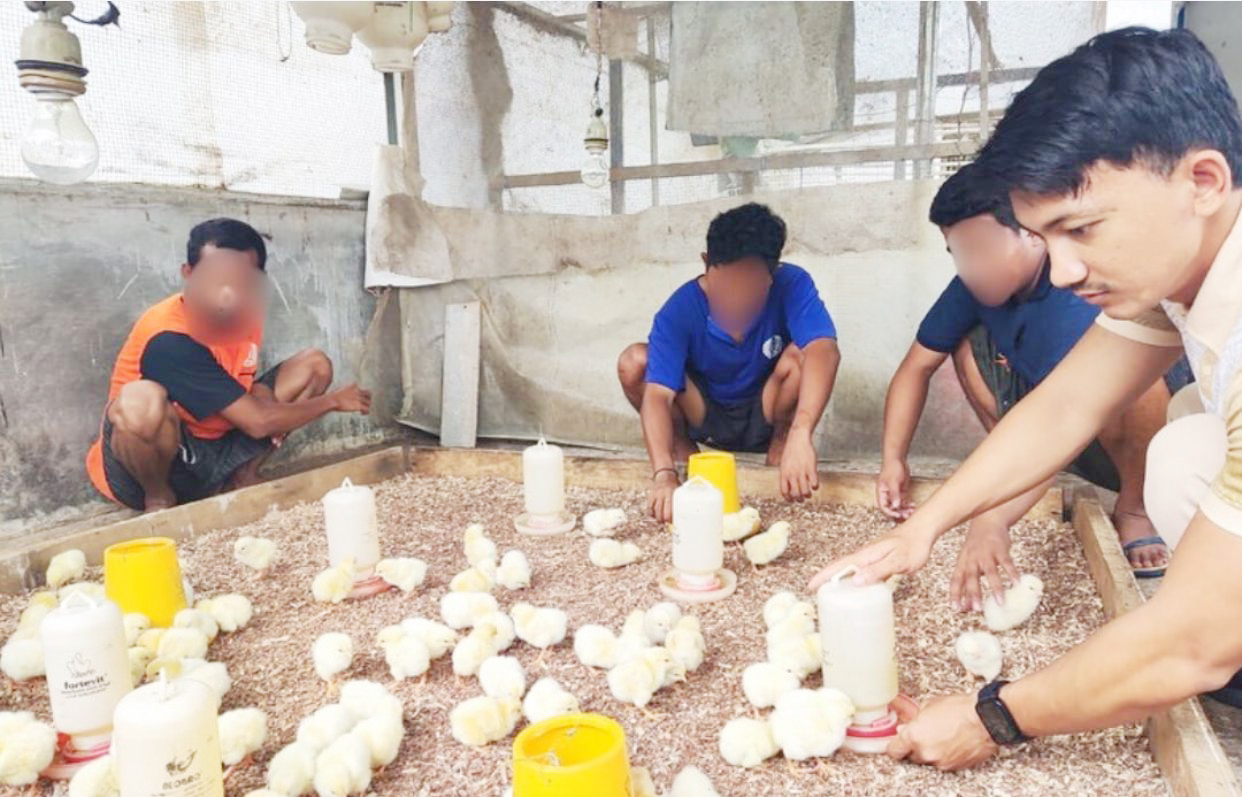 MERAWAT: Petugas dan warga binaan Lapas Banjarbaru merawat 100 bibit ayam pejantan di SAE 1 dalam program pembinaan kemandirian.