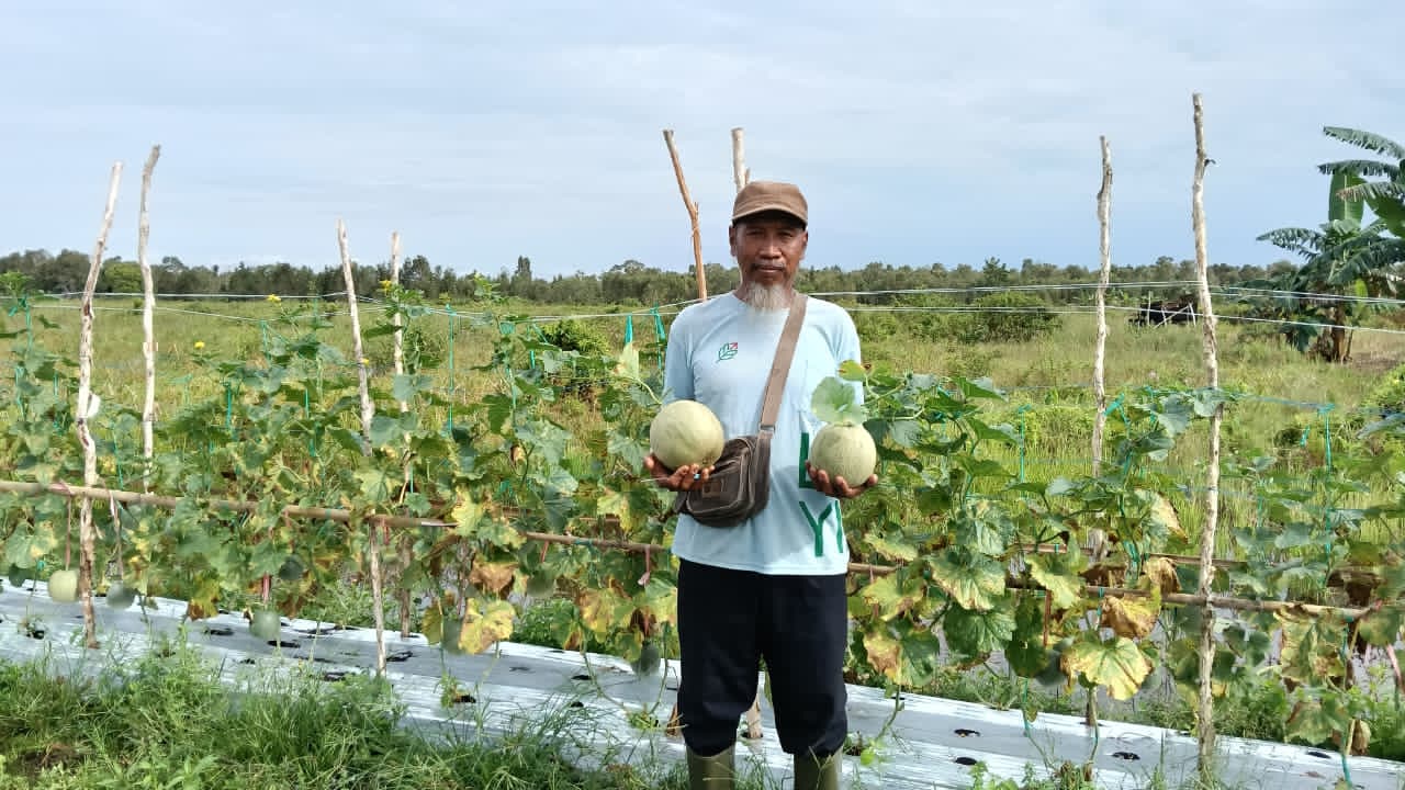 MELON: Untung dengan buah melon yang siap panen di lahan rawa.