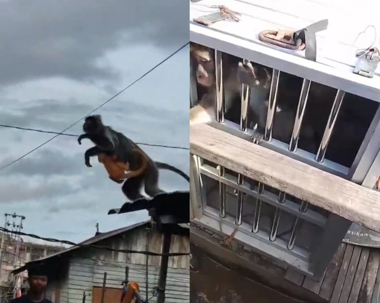 MERESAHKAN: Monyet atau kera liar yang sempat dievakuasi di Kecamatan Aluh-Aluh.