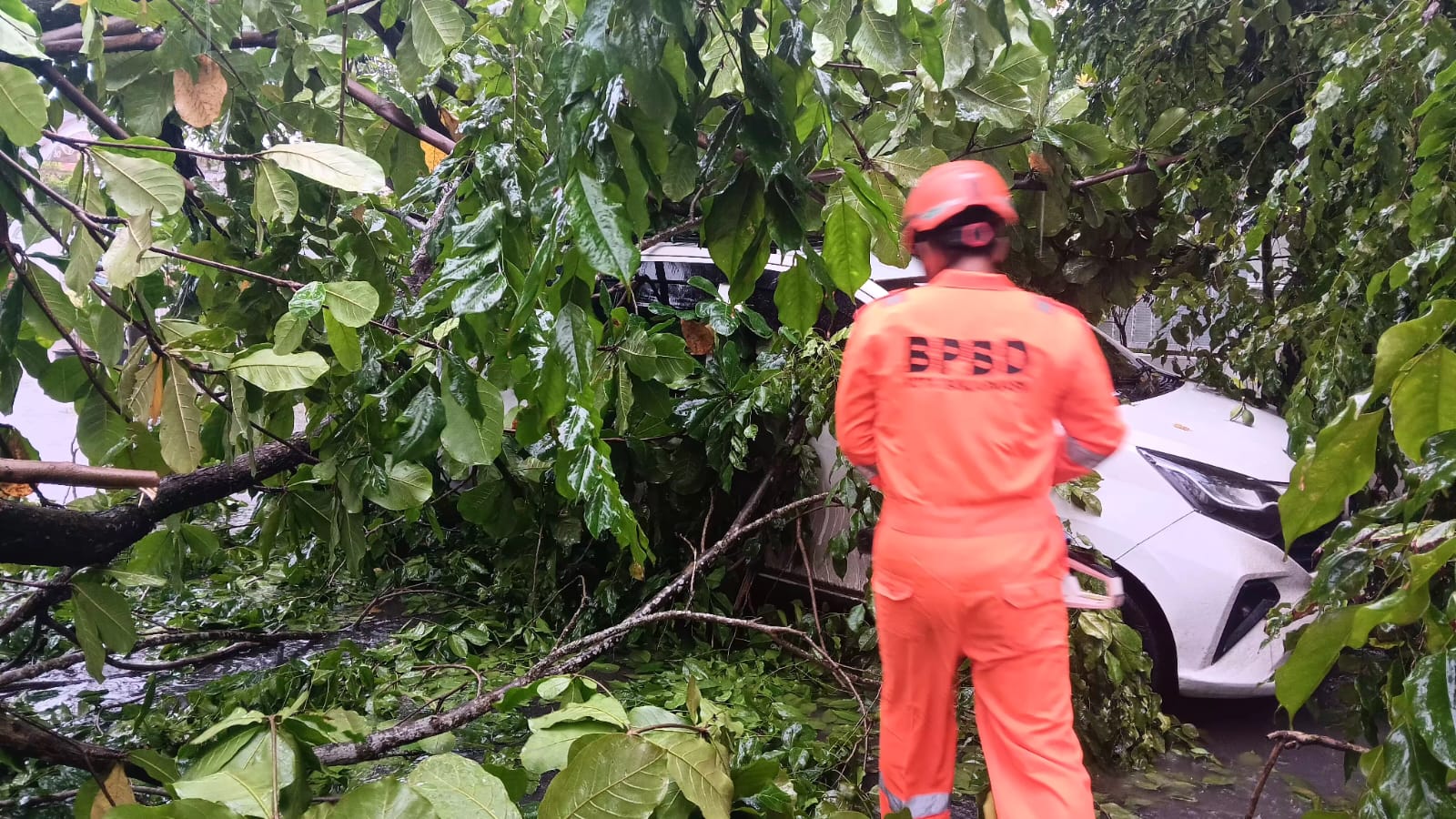 EVAKUASI: Peristiwa pohon tumbang di Komplek Dharma Praja pagi ini.